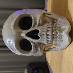 Life sized skull decor with movable jaw